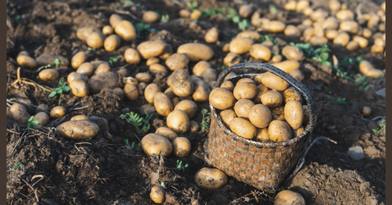 Cultivo de Papas: Una Guía Completa desde la Preparación hasta la Cosecha
